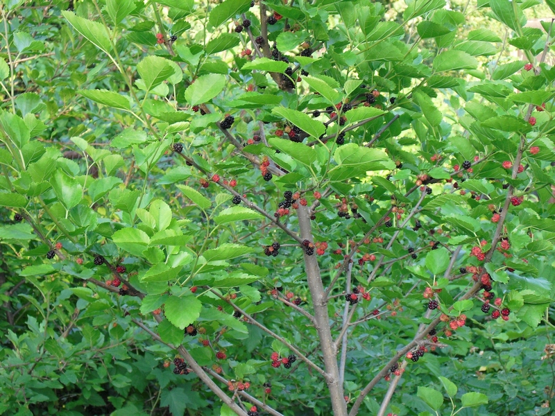 Тутовое дерево, или шелковица