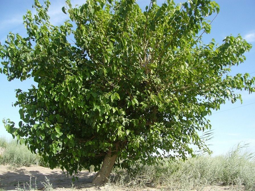 Тутовое дерево, или шелковица