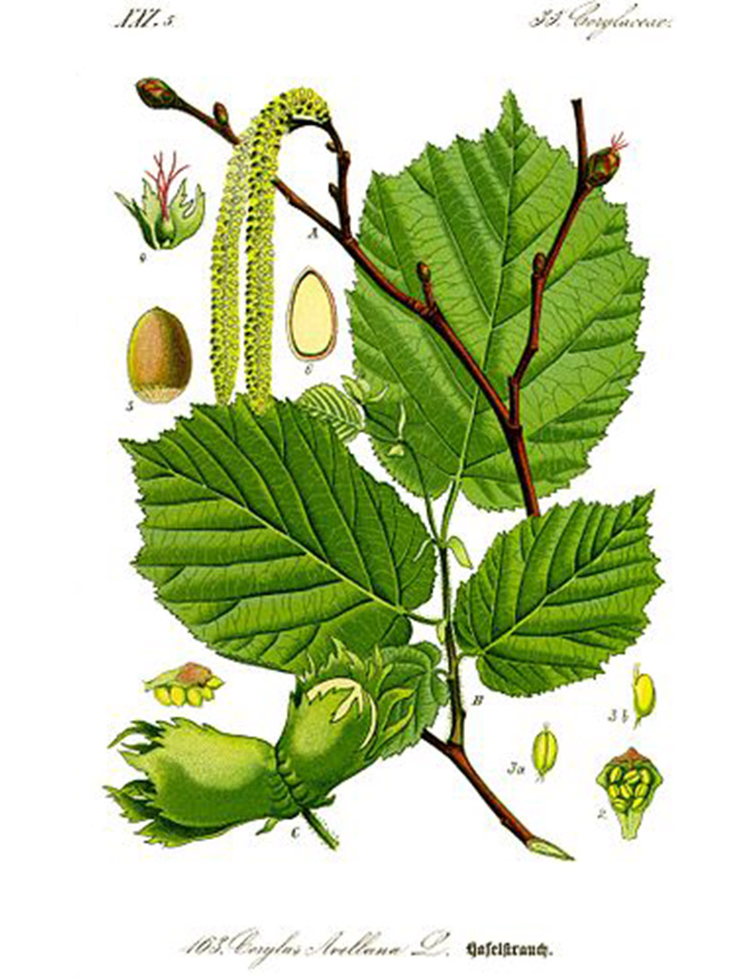 Лесной орех или лещина обыкновенная (лат. Córylus avellána)