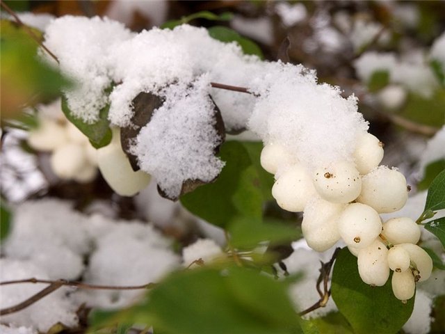Снежноягодник белый (лат. Symphoricarpos albus)