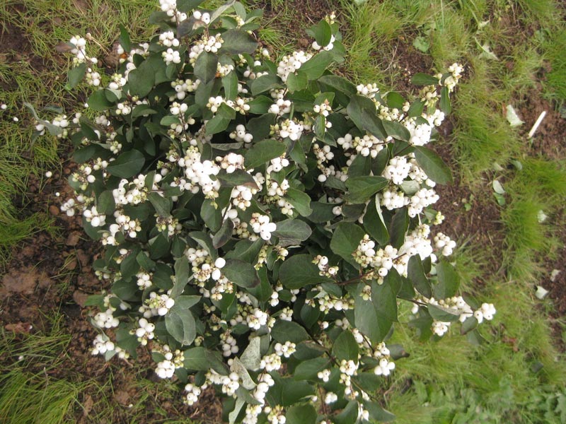 Снежноягодник белый (лат. Symphoricarpos albus)