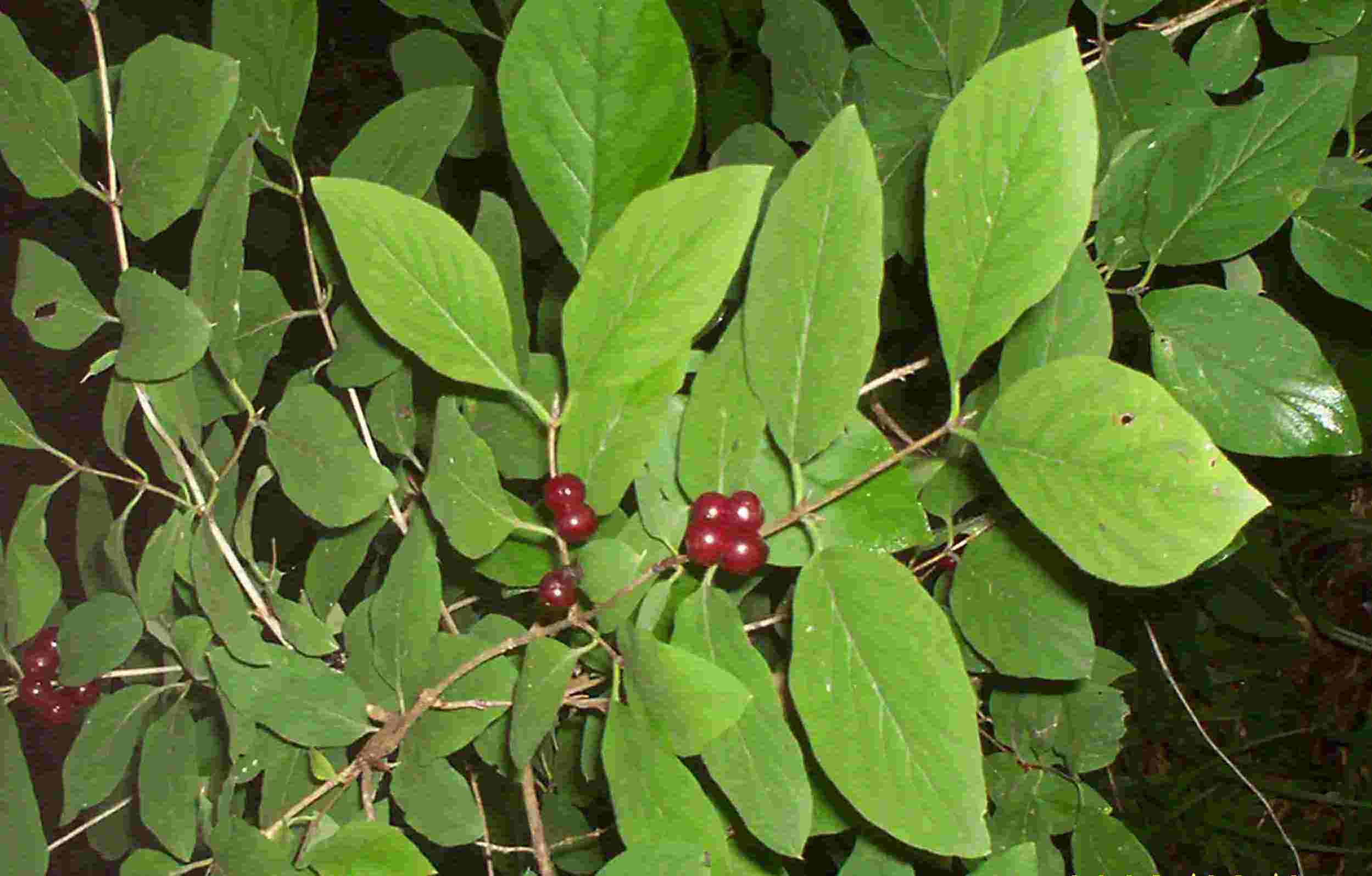 Жимолость лесная, или волчья ягода (лат. Lonicera xylosteum)