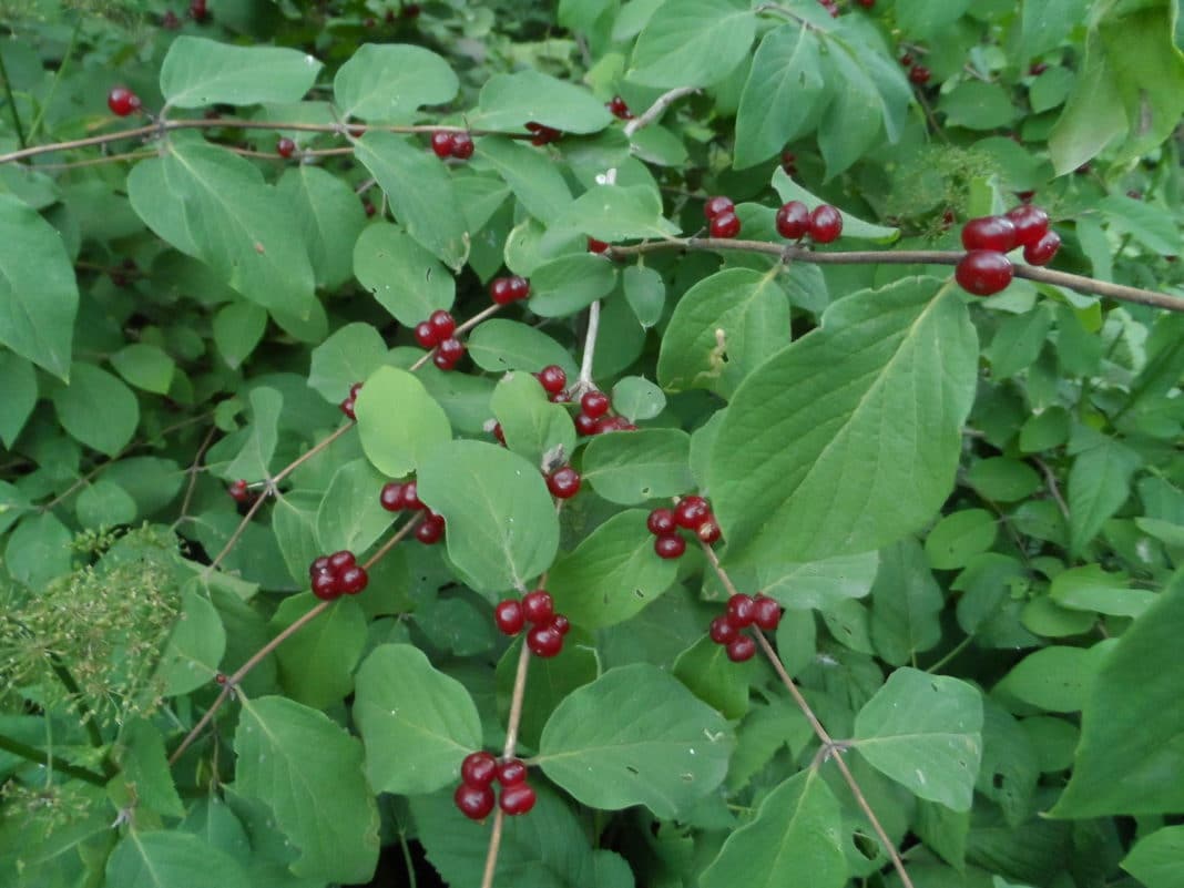 Жимолость лесная, или волчья ягода (лат. Lonicera xylosteum)