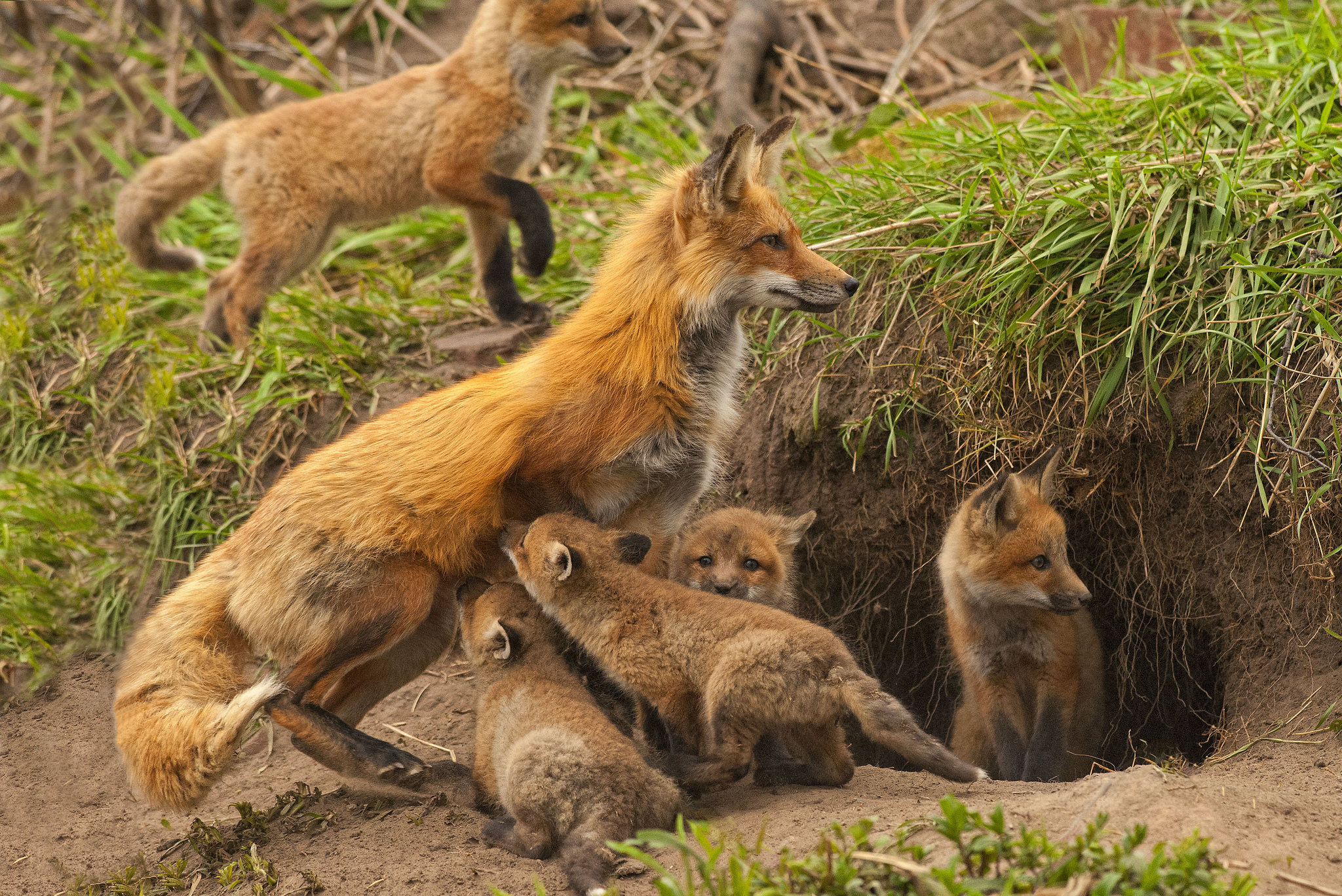 Охота на лисицу