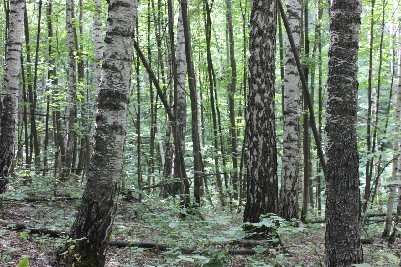 Ягоднополянский лесной массив
