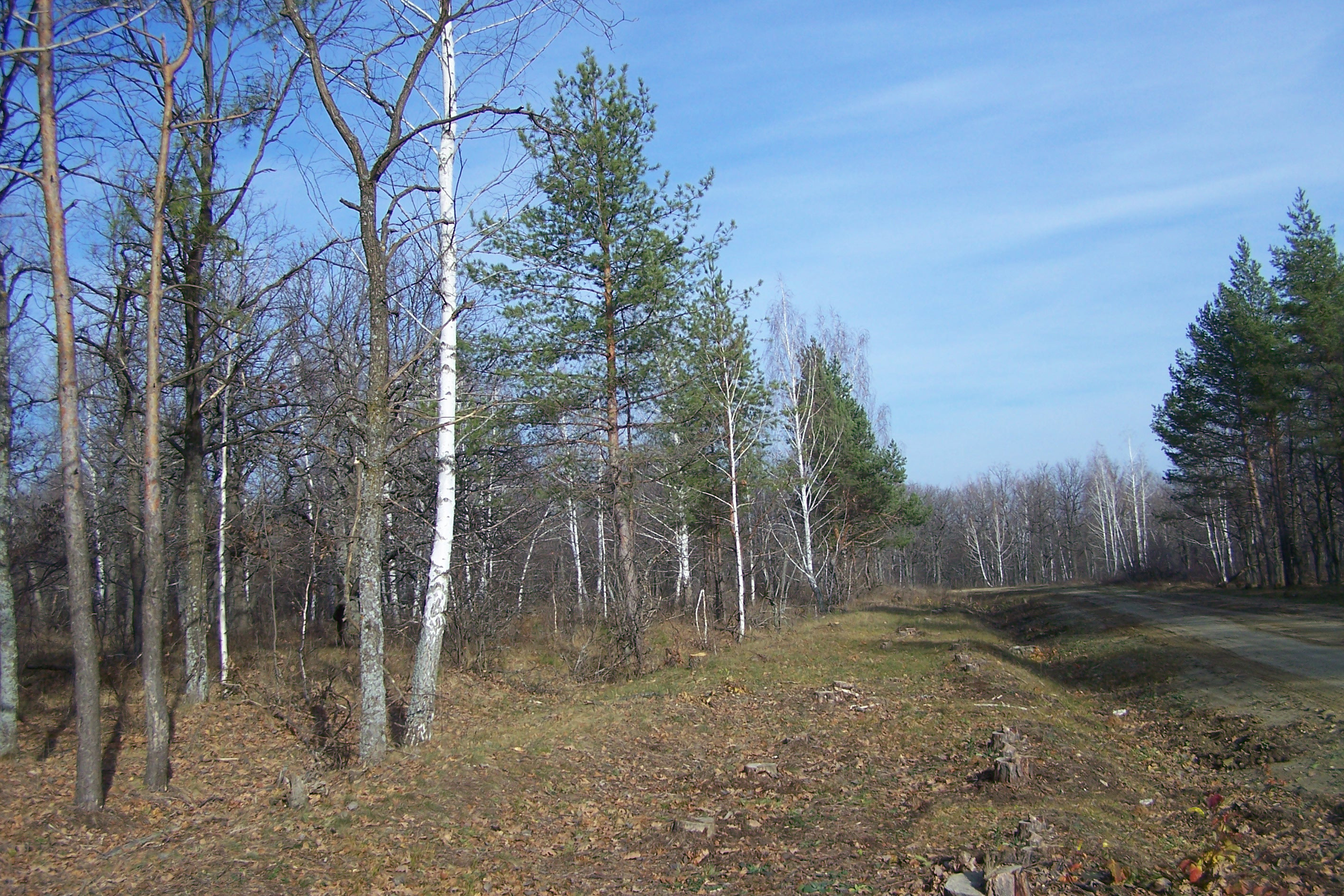 Вязовский лес