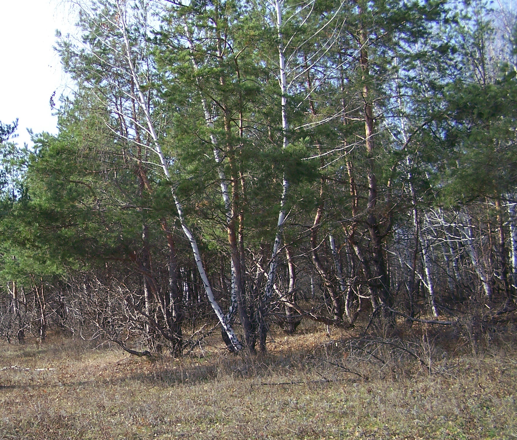 Вязовский лес