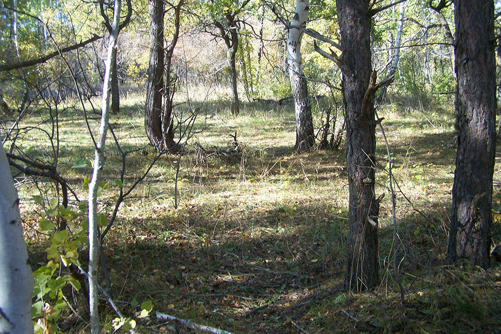 Корсаковский воровской лес