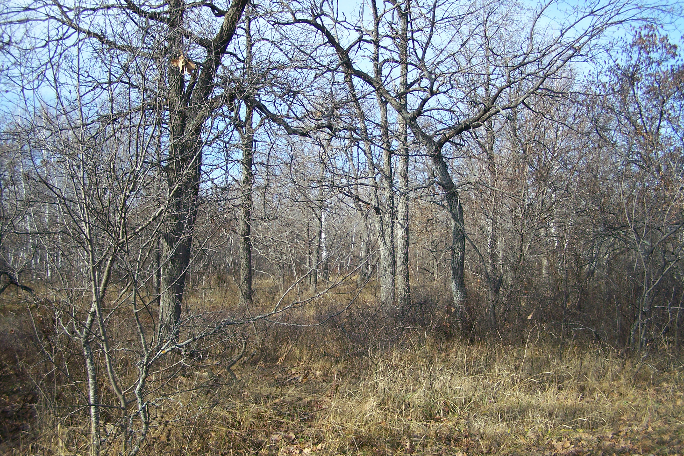 Губаревский лесной массив