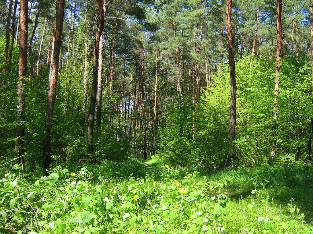 Лес Казённый