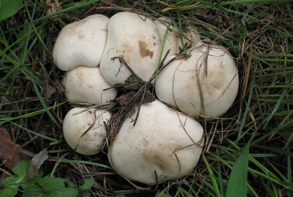 Рядовка майская, или майский гриб (Calocybe gambosa)