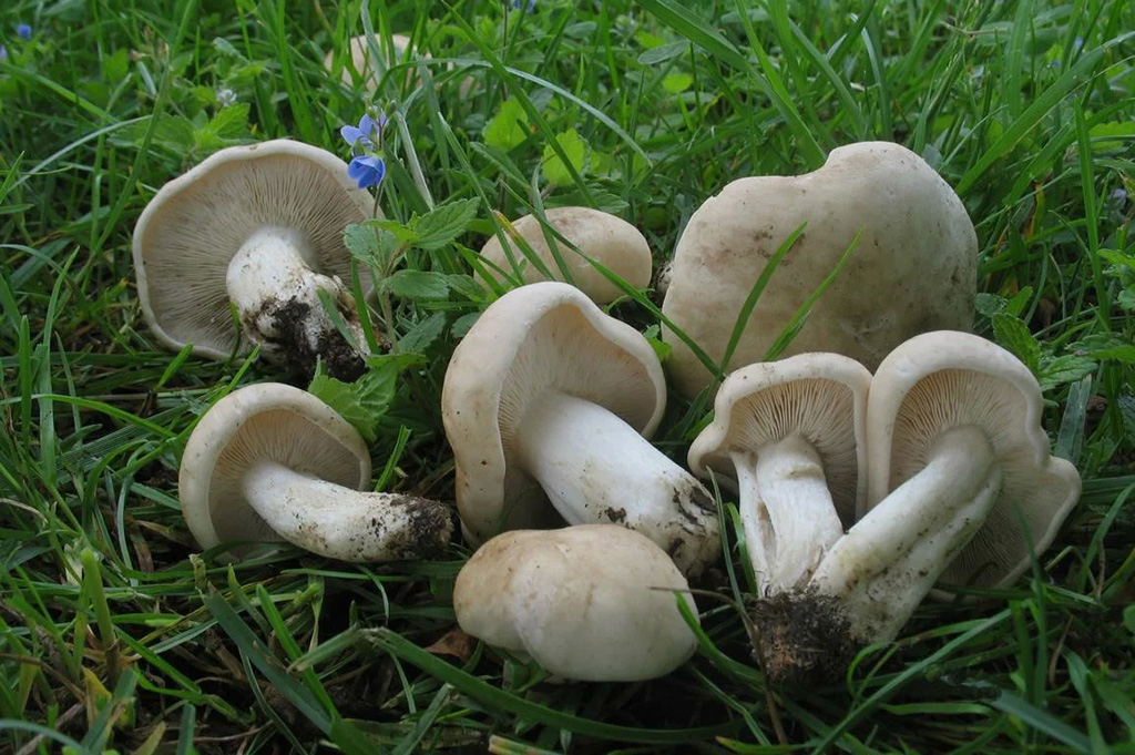 Рядовка майская, или майский гриб (Calocybe gambosa)