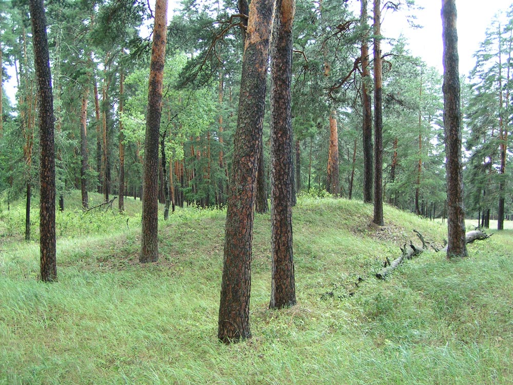 Лесной массив "Арзянский бор"