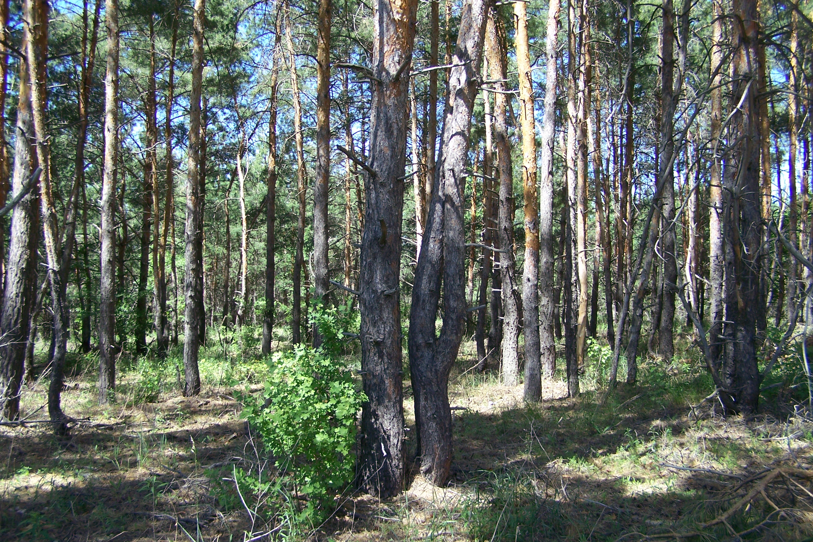 Усовский лес в устье Терешки