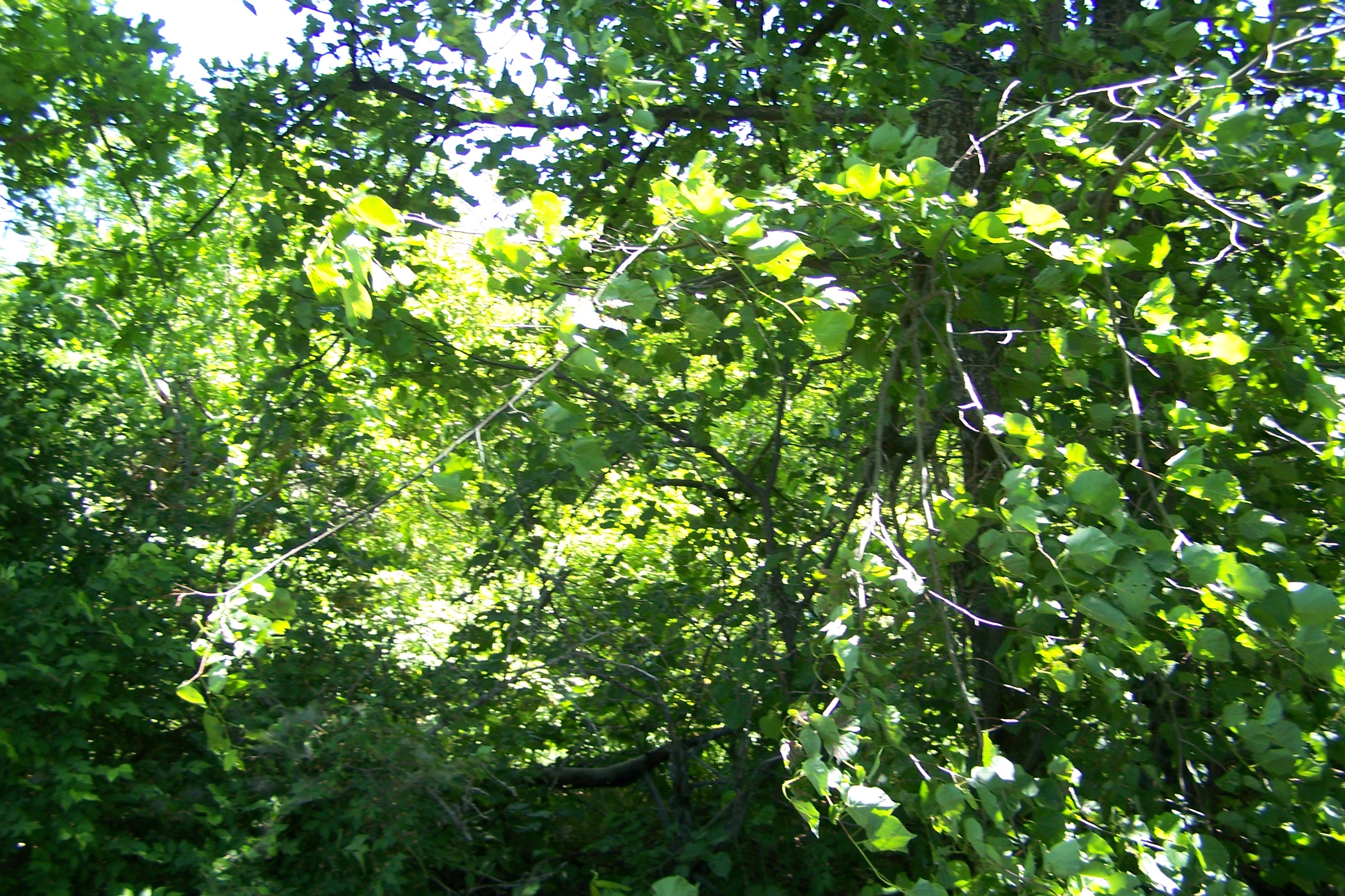 Усовский лес в устье Терешки