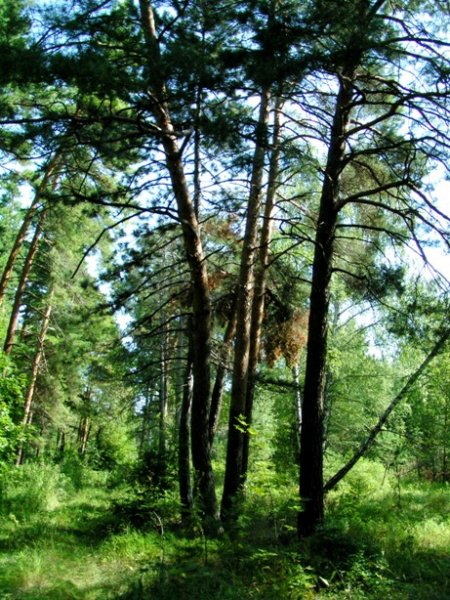 Лесной массив урочища «Мухин дол»