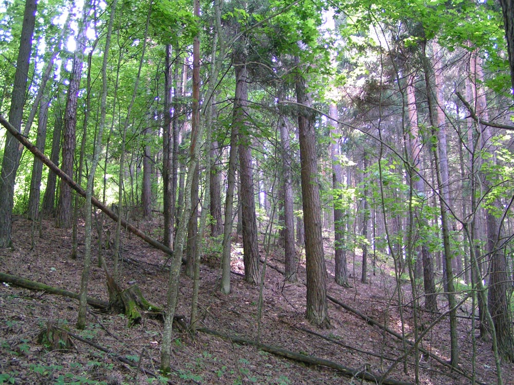 Лесной массив «Серебряков дол»