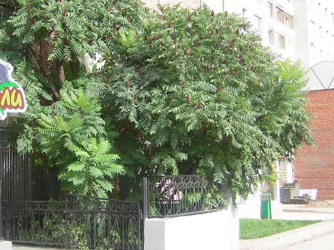 Уксусное дерево на улице Московской
