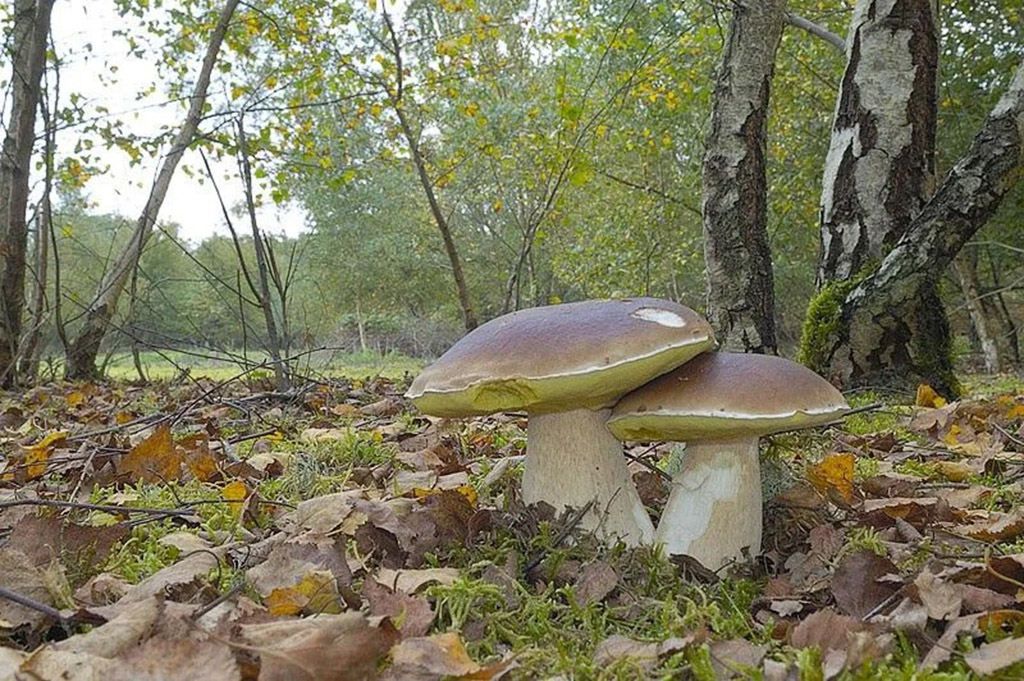 Белый гриб берёзовый, или колосовик (лат. Bolétus betulícola)