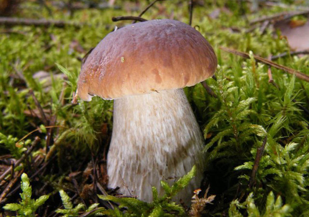 Белый гриб берёзовый, или колосовик (лат. Bolétus betulícola)