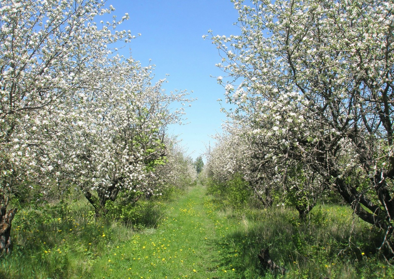 Яблоневые сады