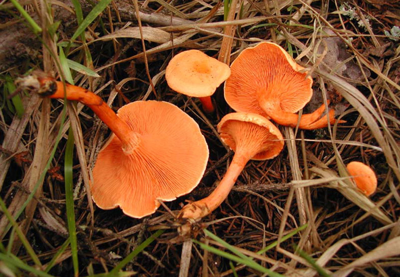 Ложная лисичка, или говорушка оранжевая (Hygrophoropsis aurantiaca)
