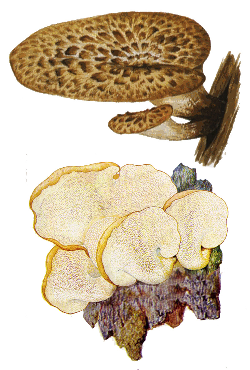 Трутовик чешуйчатый, или Пеструшка (Polyporus squamosus)