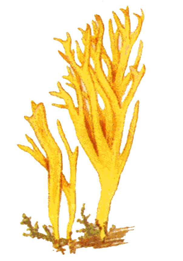 Рогатик, или Калоцера клейкая (Calocera viscosa)