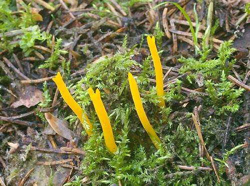 Рогатик, или Калоцера клейкая (Calocera viscosa)
