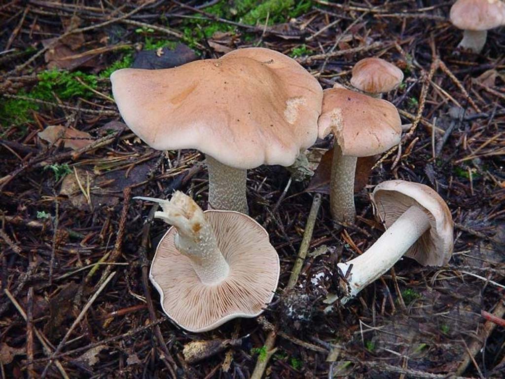 Валуй ложный, или хреновый гриб (Hebeloma crustuliniforme)
