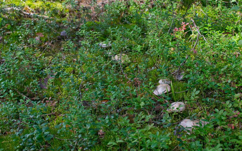 Паутинник козий (Cortinarius traganus)