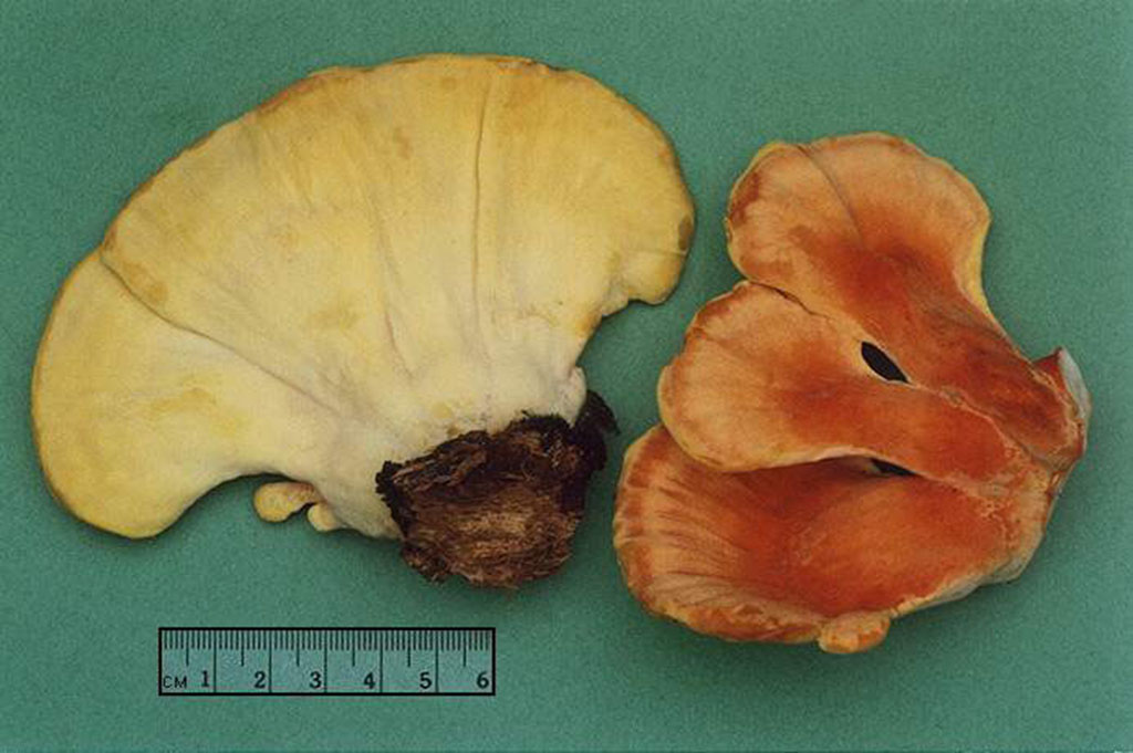 Трутовик серно-жёлтый, или Куриный гриб (Laetiporus sulphureus)