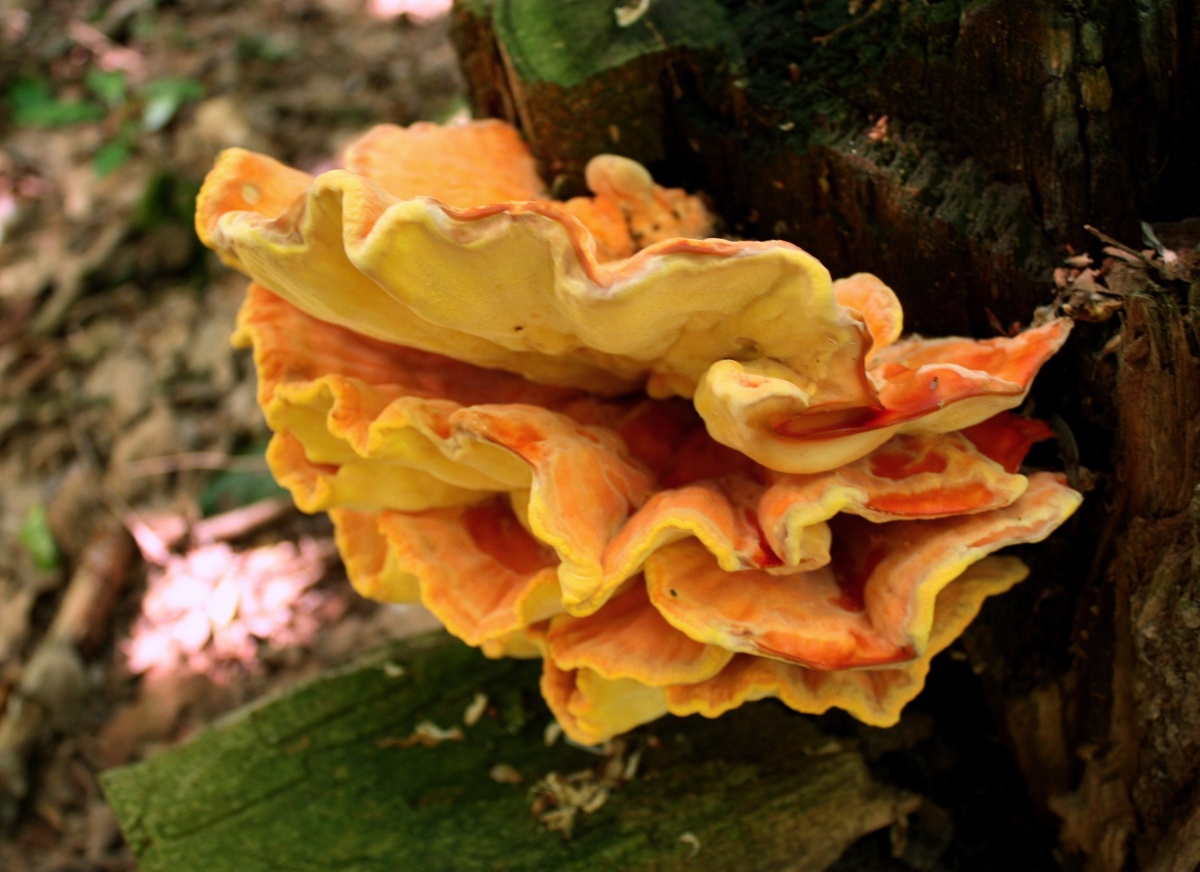 Трутовик серно-жёлтый, или Куриный гриб (Laetiporus sulphureus)