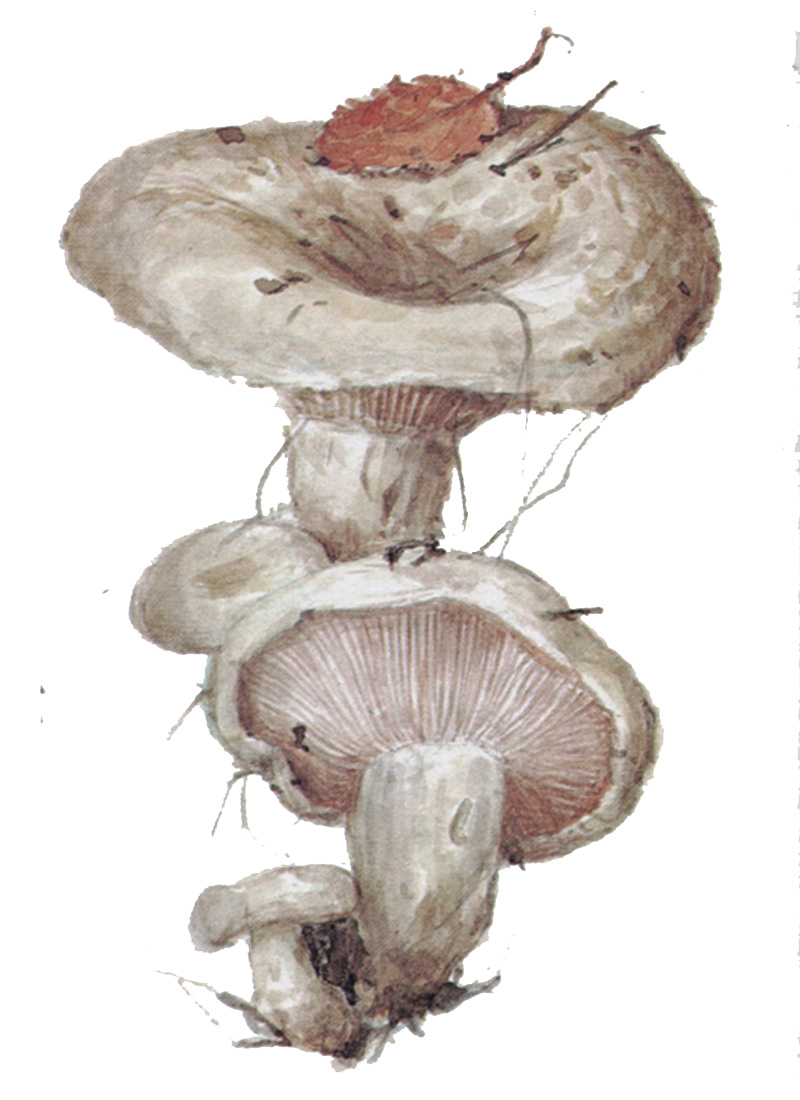 Серушка, или Млечник серый (Lactarius flexuosus)