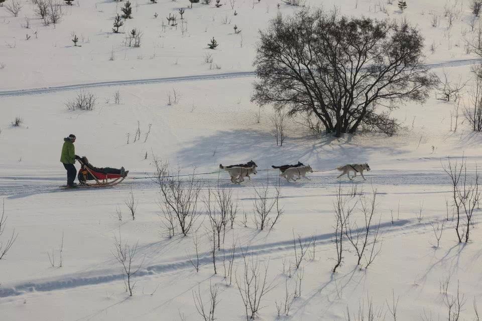 Питомник сибирских хаски «Dog Winter»