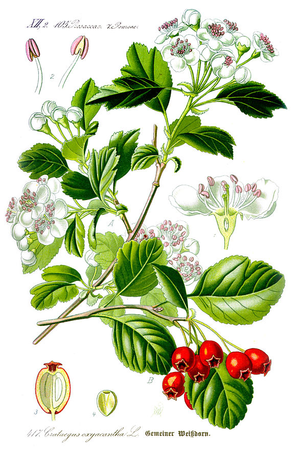 Барыня-ягода, или боярышник