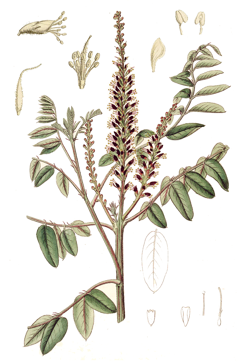 Аморфа кустарниковая (лат. Amorpha fruticosa)