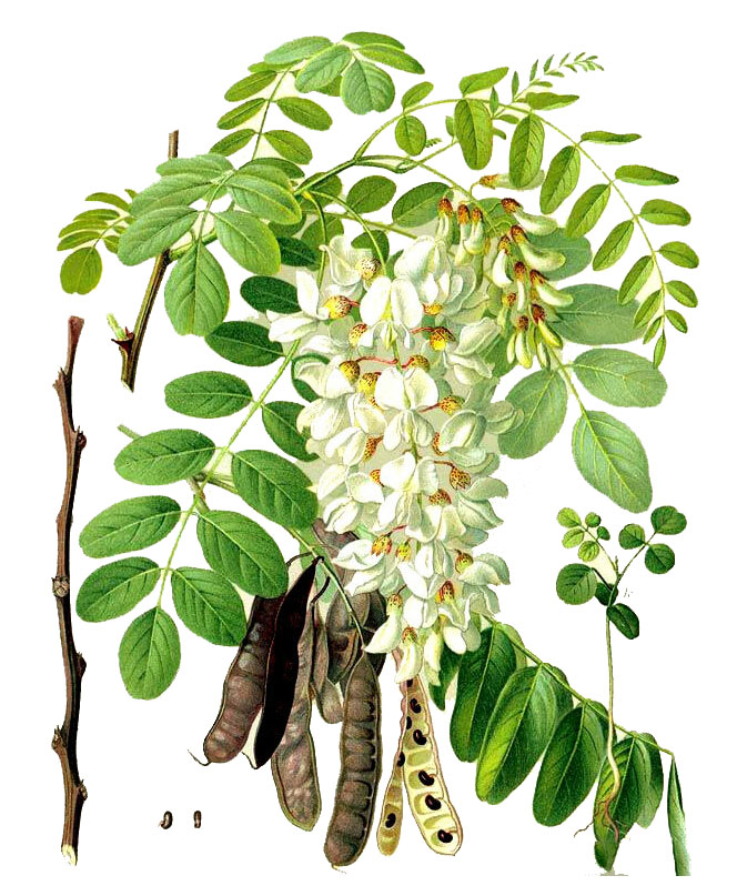 Акация белая (лат. Robinia pseudoacacia)