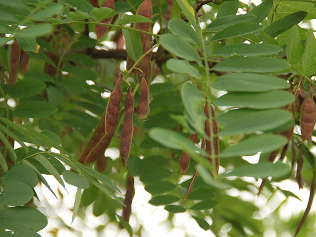 Акация белая (лат. Robinia pseudoacacia)