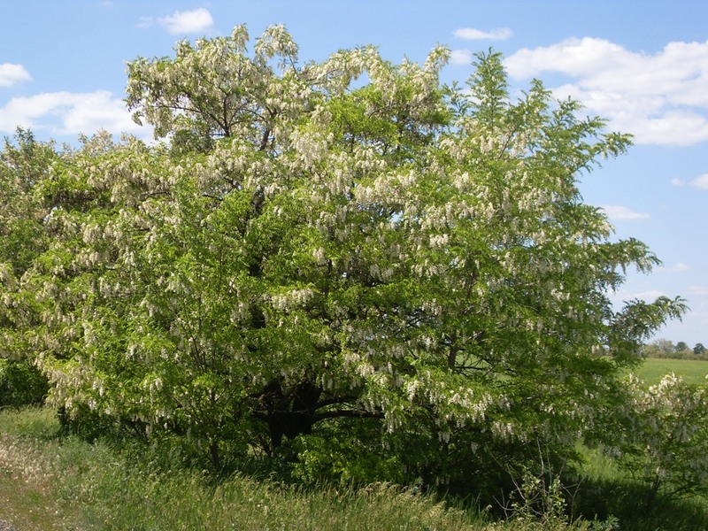 Акация белая, или Робиния (лат. Robinia pseudoacacia)