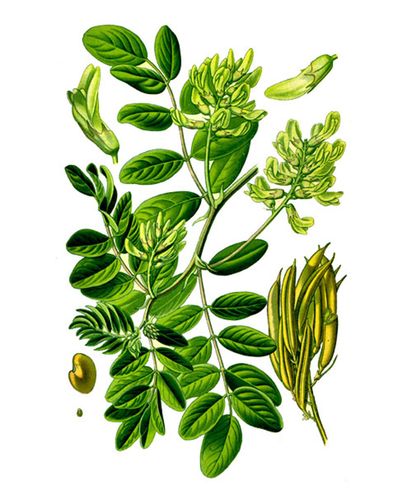 Астрагал солодколистный (Astragalus glycyphyllus L.)