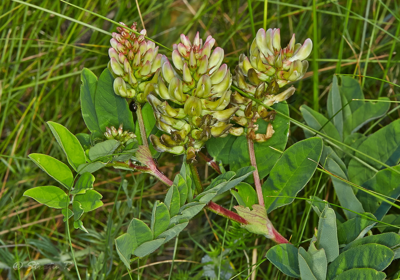 Астрагал солодколистный (Astragalus glycyphyllus L.)