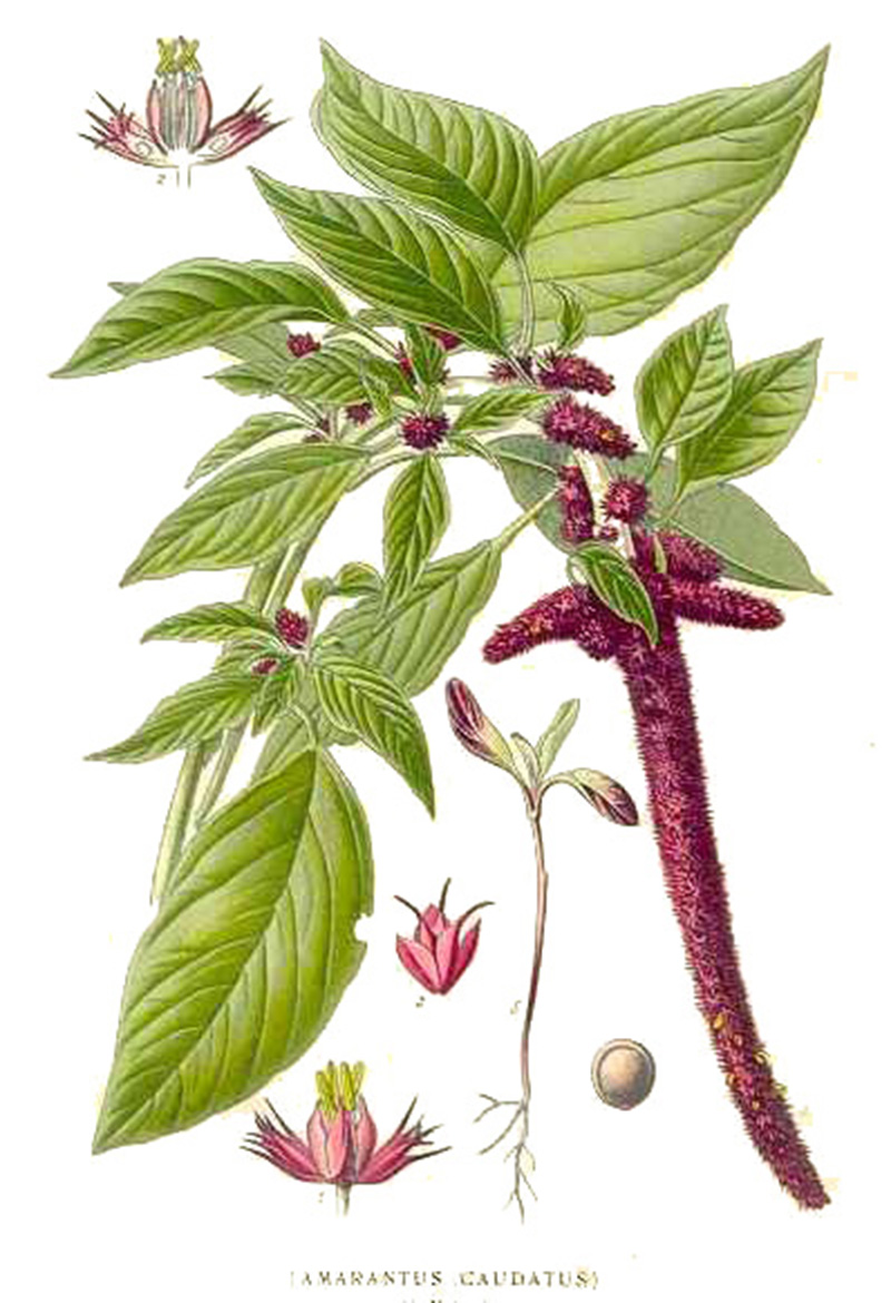 Амарант хвостатый (лат. Amaranthus caudatus)