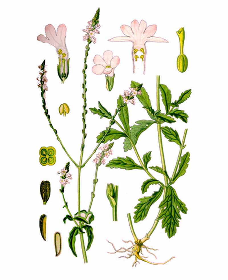 Вербена лекарственная (лат. Verbéna officinalis)