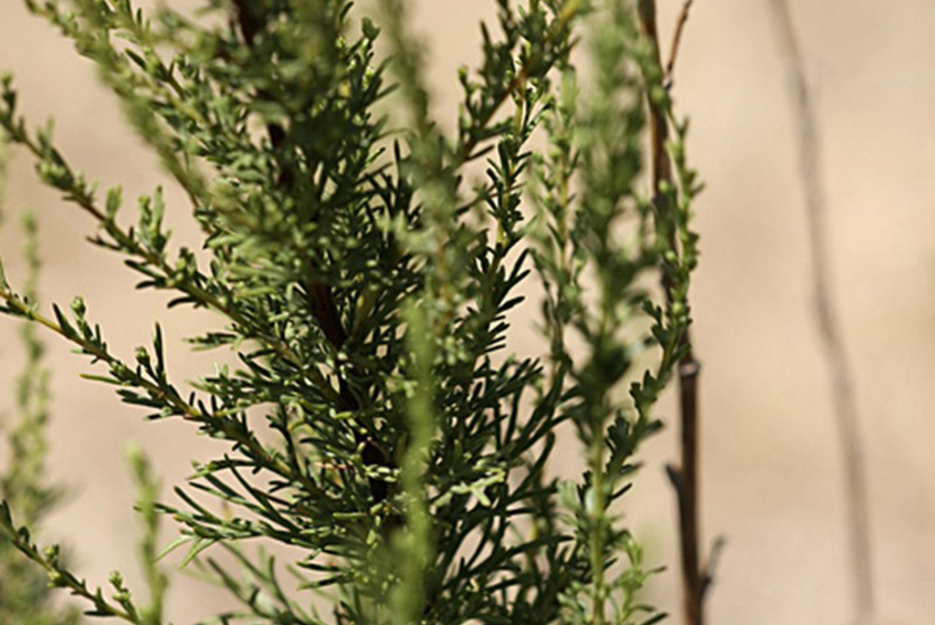 Дармина или полынь цитварная (лат. Artemisia cina)