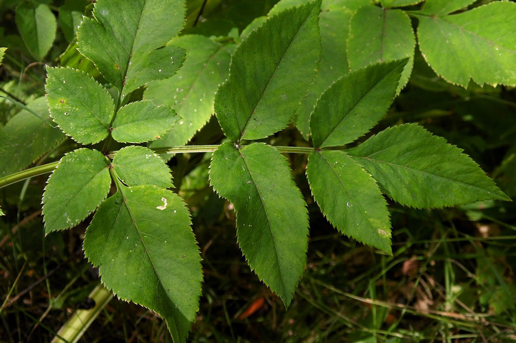 Дудник, или дягиль лесной (лат. Angélica sylveśtris)