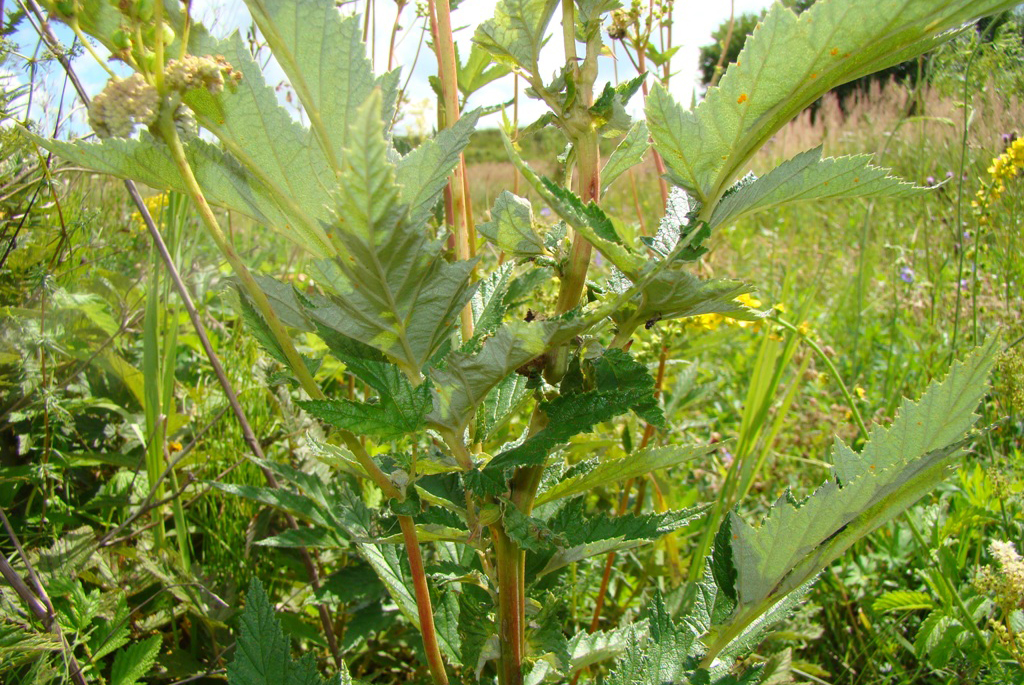 Таволга или Лабазник вязолистный (лат. Filipéndula ulmária)