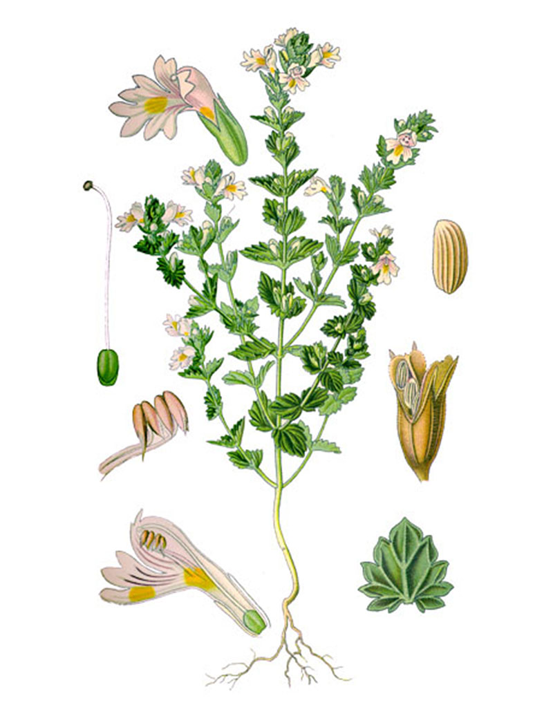 Очанка лекарственная (лат. Euphrasia officinalis)
