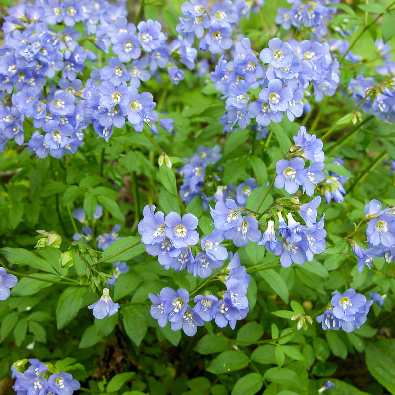 Синюха лазурная или синюха голубая (лат. Polemónium caerúleum)
