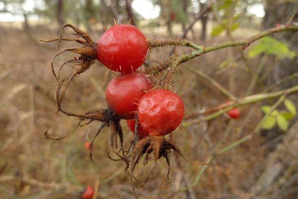 Шиповник красно-бурый (лат. Rosa rubiginosa)